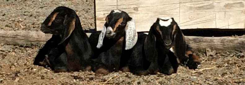 Goats, gates and lessons from my farm
