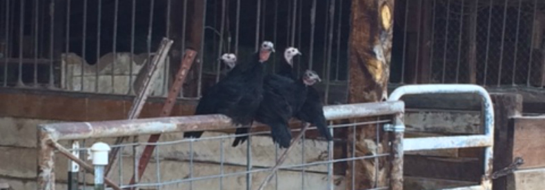 Tale of Five Turkeys